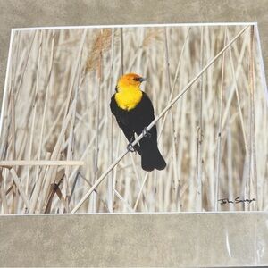Yellow and Black Bird print, mated by John Savage photography 14"x11" mated #519